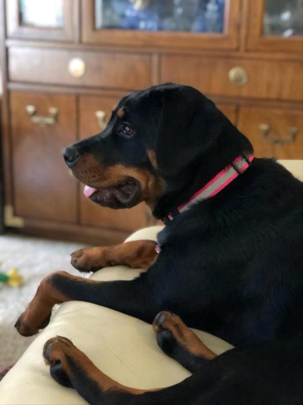 /Images/uploads/MidAmerica Rottweiler Rescue/adoptarottphotocontest/entries/10263thumb.jpg